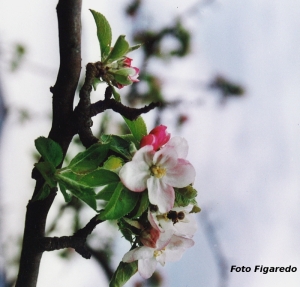 flor de manzano Foto Figaredo Gijón
